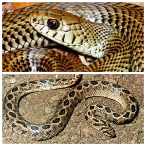 Ecologia e história natural das serpentes do Rio Grande do Sul inovam métodos de estudo dos ofídios no Brasil