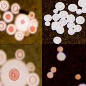 Pesquisadores estudam código genético de fungo patogênico para compreender sua capacidade de infecção e propor terapias