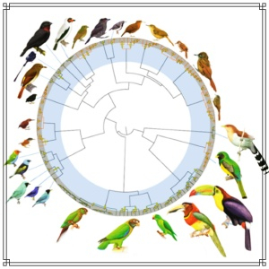 Por que existe tanta diversidade de aves nas florestas tropicais?