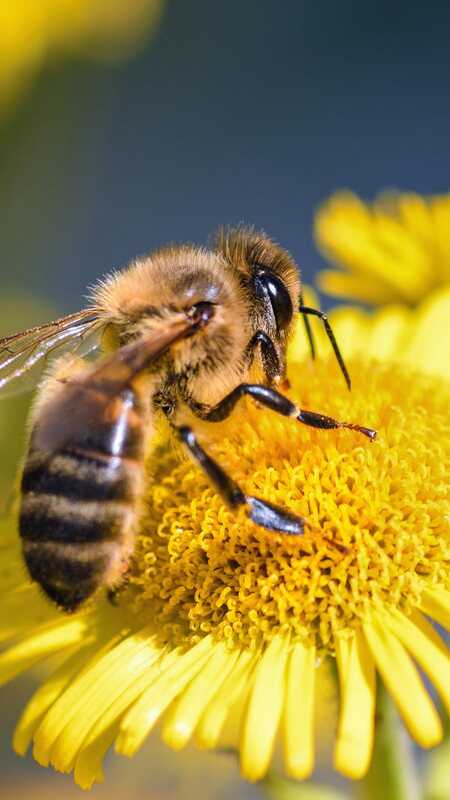 Mudanças climáticas globais podem prejudicar espécies de abelhas brasileiras