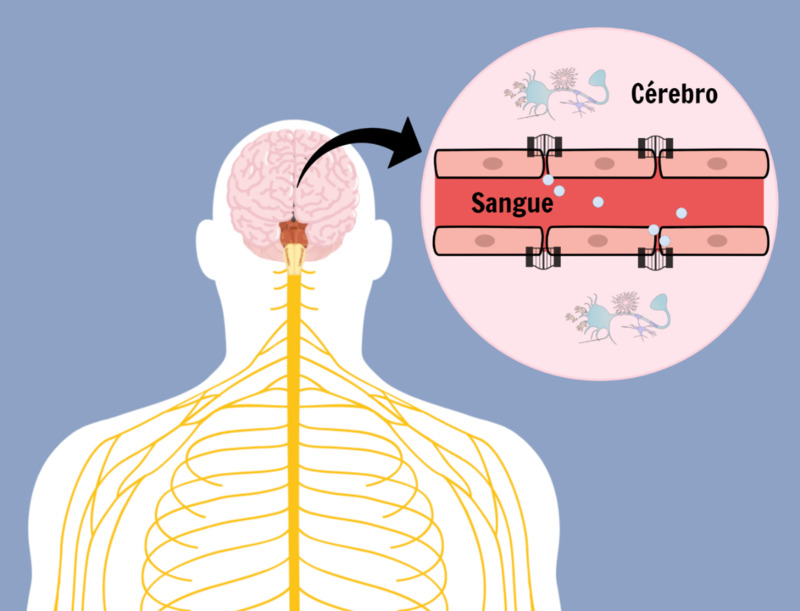 Os desafios para chegar ao cérebro: papel do grafeno nas doenças neurodegenerativas