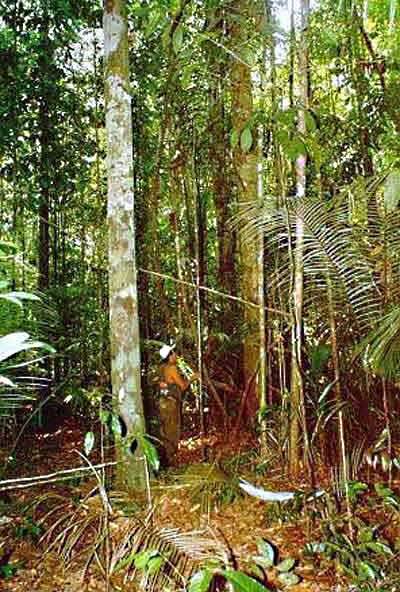 Pesquisa revela: cultivo do dendê em pequena escala preserva ecossistema florestal