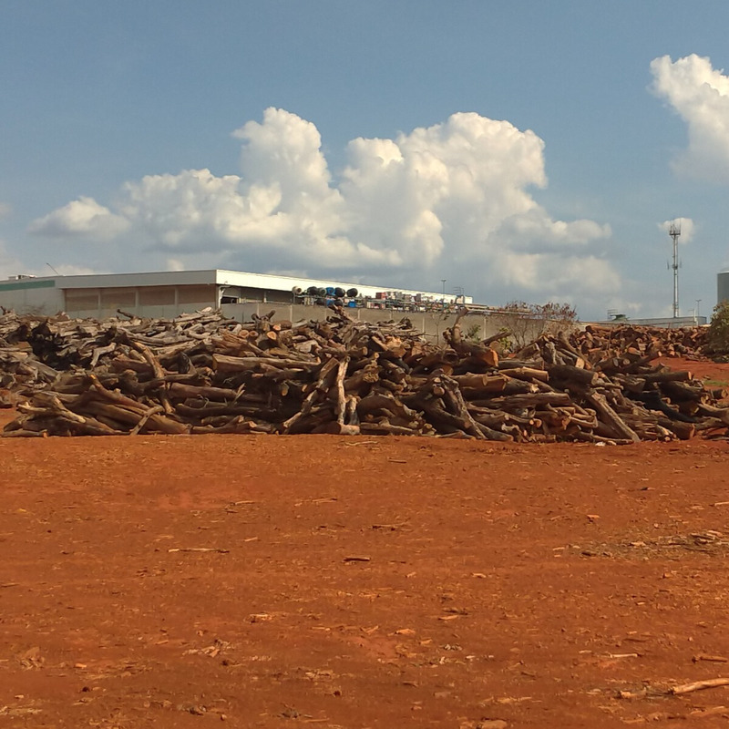 Resíduos de podas de árvores podem ser utilizadas na produção de biocombustíveis