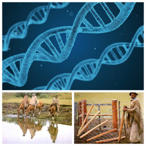 Genes dos gaúchos para deduzir a história genética da América e a evolução de sua ocupação nativa