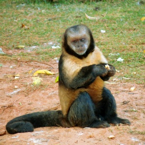 Censo da população do macaco-prego-do-peito-amarelo estuda distribuição e hábitos da espécie para evitar sua extinção