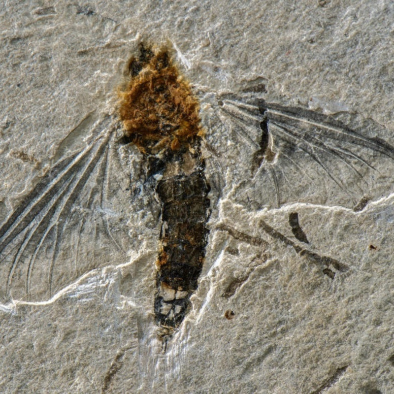Fóssil único de inseto aquático é encontrado no Ceará