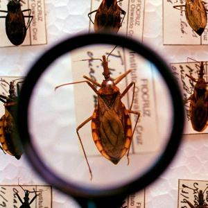 Nova vacina capaz de controlar o avanço da doença de Chagas