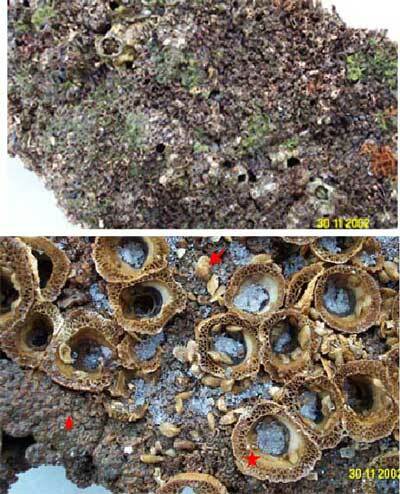 Biólogos marinhos estudam efeito de diversos microrelevos de costão rochoso no desenvolvimento de comunidade onde estão presentes dois potenciais bioinvasores