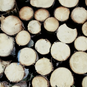 Modelo comunitário de exploração sustentável de madeira pode salvar florestas na Amazônia