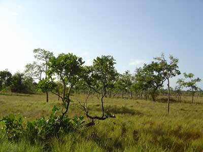 Levantamento ecológico e conservação das savanas do arquipélago de Marajó, Pará