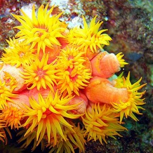 Coral invasor ameaça a biodiversidade marinha brasileira