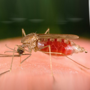 Malária: detê-la enquanto ainda não se consegue vencê-la