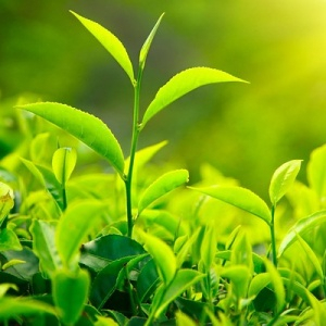Chá verde na prevenção de danos causados por AVC