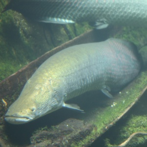 Manejo, reprodução e criação de peixes amazônicos