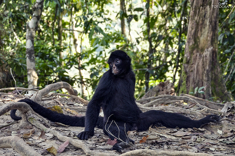 No primeiro plano há um macaco-aranha de cor preta sentado no chão sobre raízes de árvores. Ao fundo árvores iluminadas pelo sol.