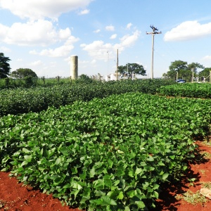 Variedades de soja adaptadas às mudanças climáticas