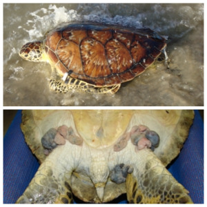 Fibropapilomatose: ameaça às tartarugas-verdes