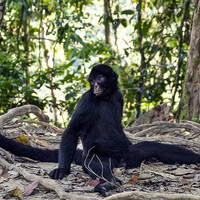 No primeiro plano há um macaco-aranha de cor preta sentado no chão sobre raízes de árvores. Ao fundo árvores iluminadas pelo sol.